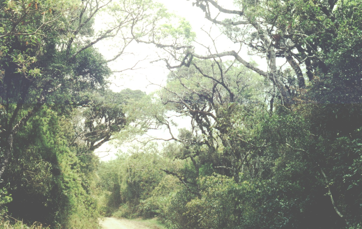 Historical image associated with Rufous-backed Antvireo
