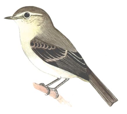 Historical image associated with Mouse-colored Tyrannulet