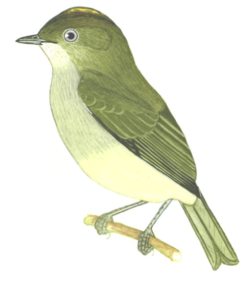 Historical image associated with Serra do Mar Tyrant-Manakin