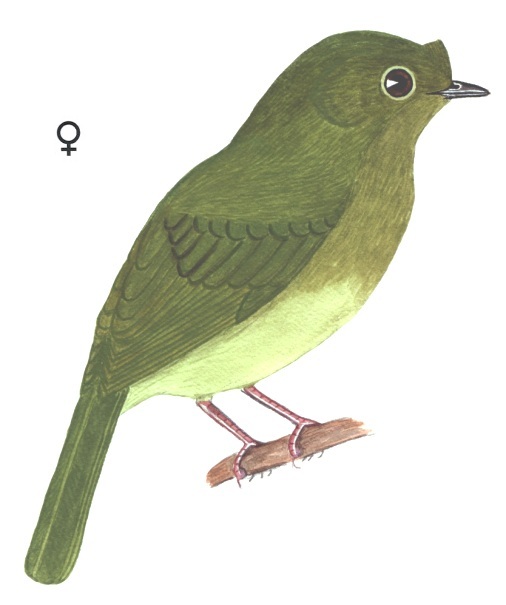 Historical image associated with Helmeted Manakin
