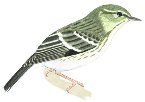 Historical image associated with Blackpoll Warbler