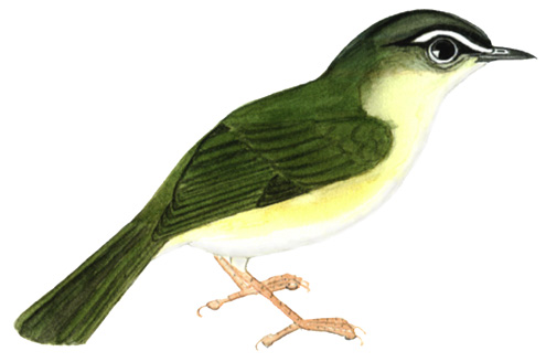 Historical image associated with River Warbler