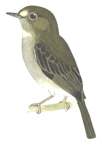 Historical image associated with Drab-breasted Bamboo-Tyrant