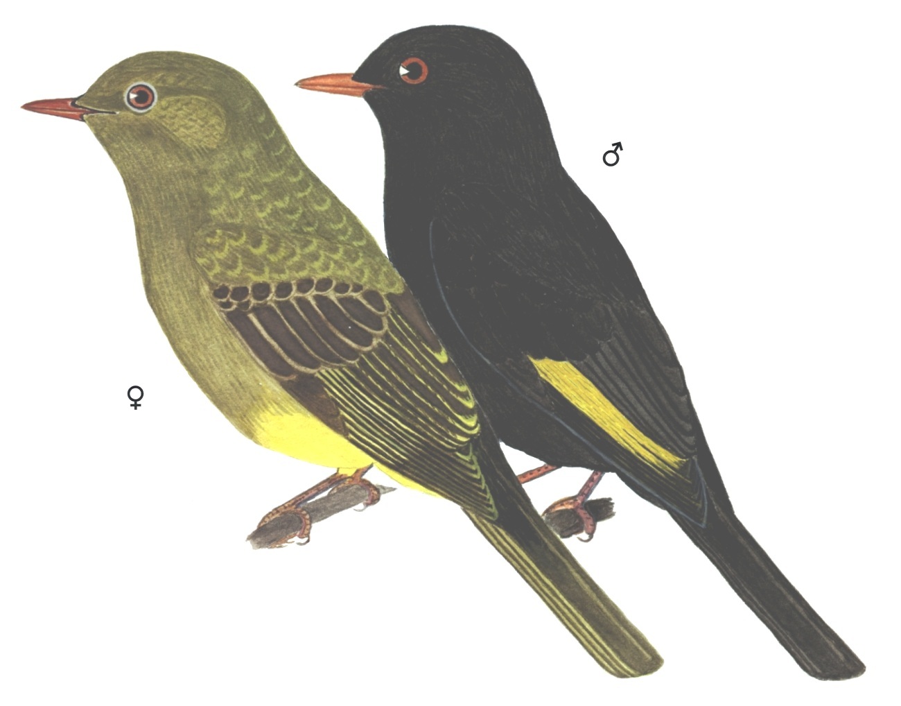 Historical image associated with Black-and-gold Cotinga