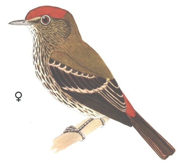 Historical image associated with Blue-billed Black-Tyrant