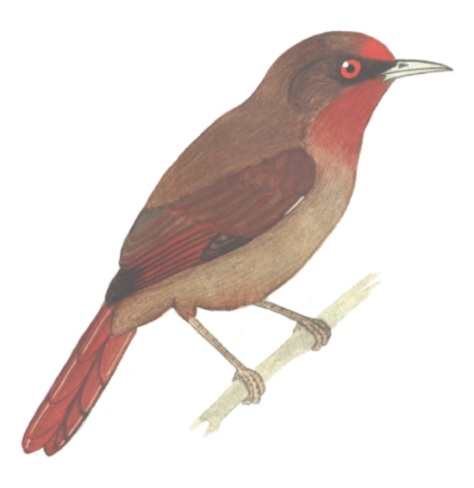 Historical image associated with Red-eyed Thornbird