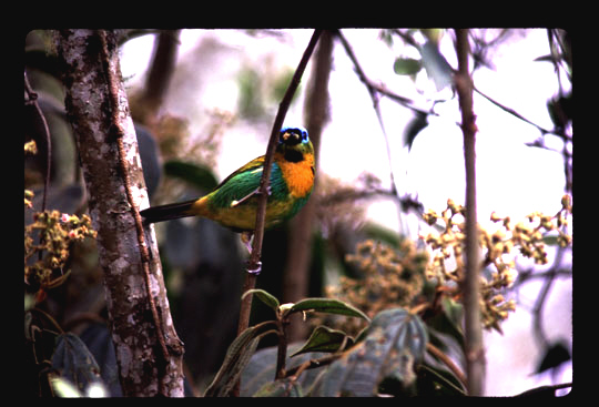 Historical image associated with Brassy-breasted Tanager
