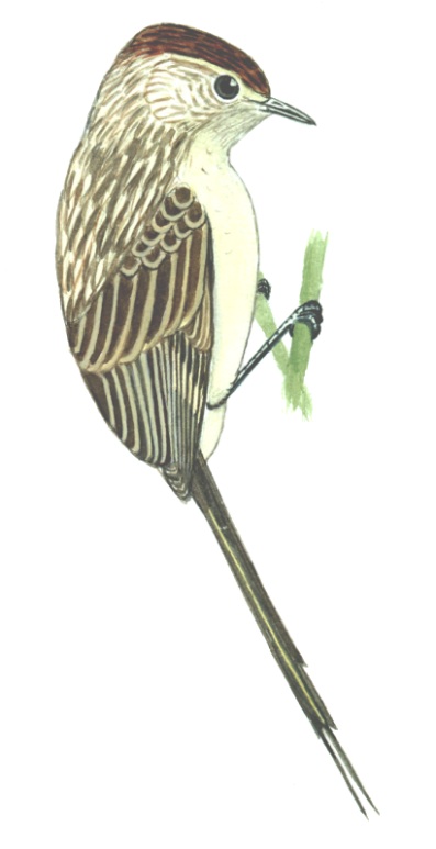 Historical image associated with Striolated Tit-Spinetail