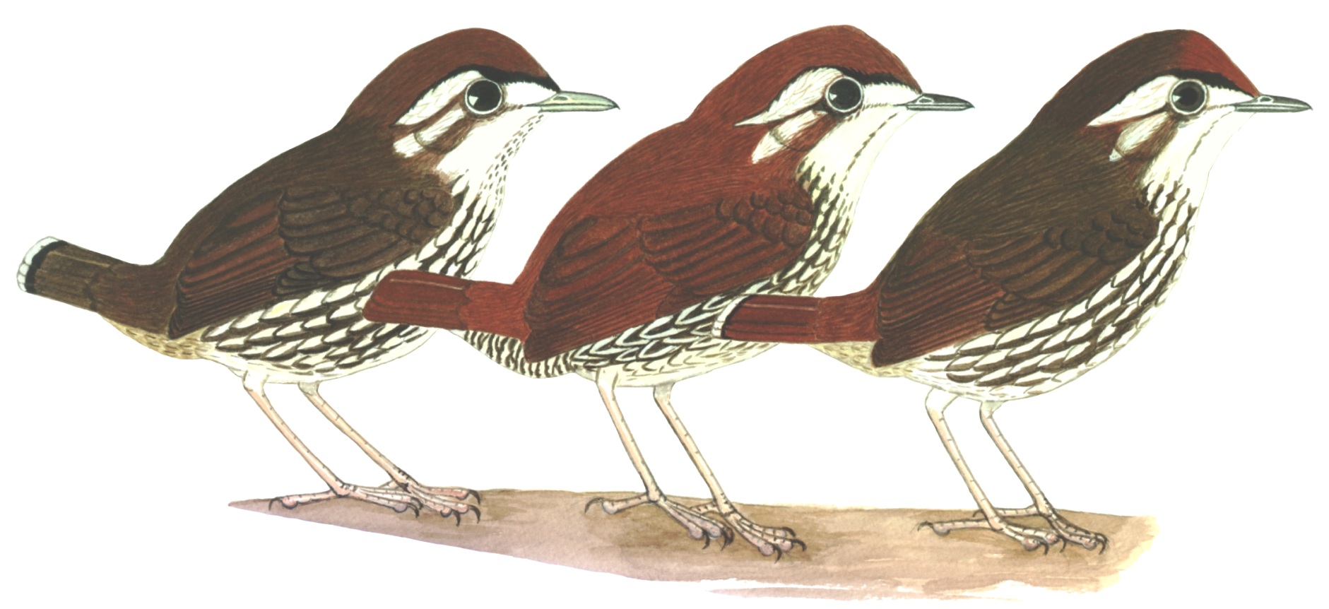 Historical image associated with Short-tailed Antthrush