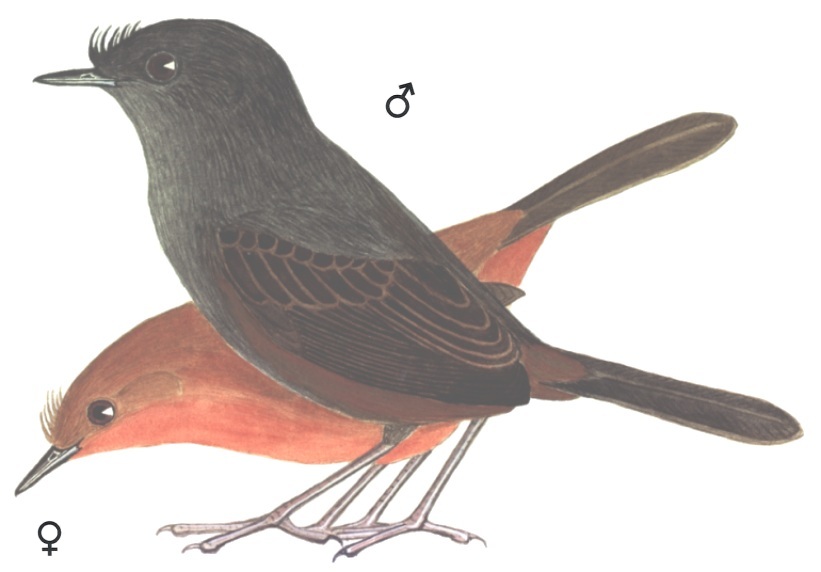 Historical image associated with Slaty Bristlefront