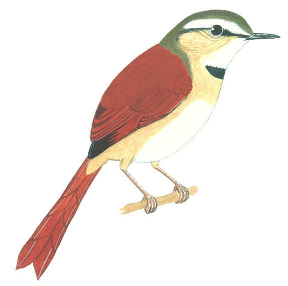 Historical image associated with Ochre-cheeked Spinetail