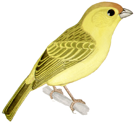 Historical image associated with Saffron Finch