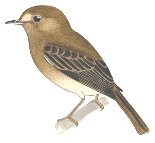 Historical image associated with Brown-breasted Bamboo-Tyrant