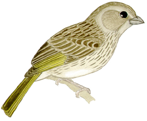 Historical image associated with Saffron Finch