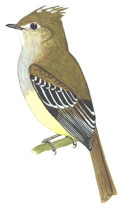 Historical image associated with Yellow-bellied Elaenia