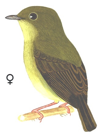Historical image associated with White-bearded Manakin