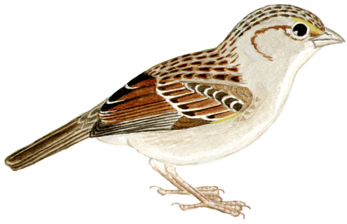 Historical image associated with Grassland Sparrow