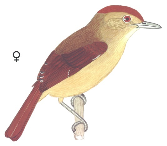 Historical image associated with Rufous-winged Antshrike