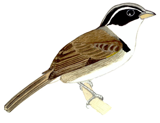 Historical image associated with Half-collared Sparrow