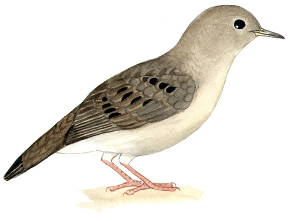 Historical image associated with Plain-breasted Ground-Dove