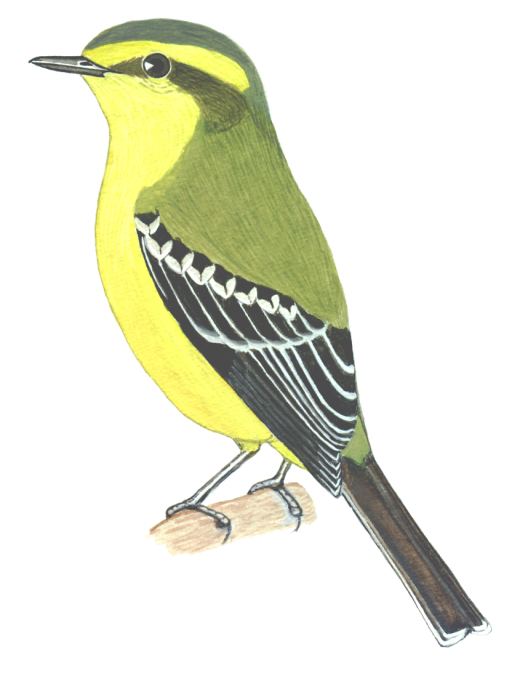 Historical image associated with Yellow-browed Tyrant