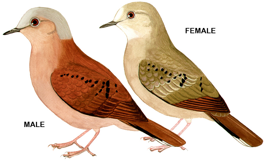 Historical image associated with Ruddy Ground-Dove