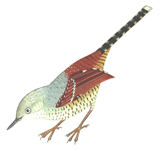 Historical image associated with Spotted Bamboowren