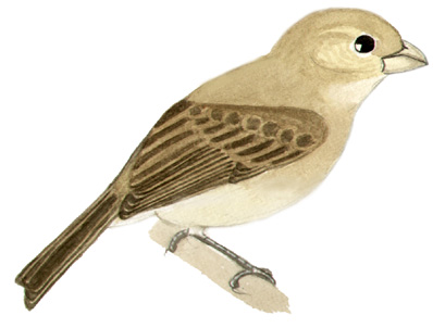 Historical image associated with Double-collared Seedeater
