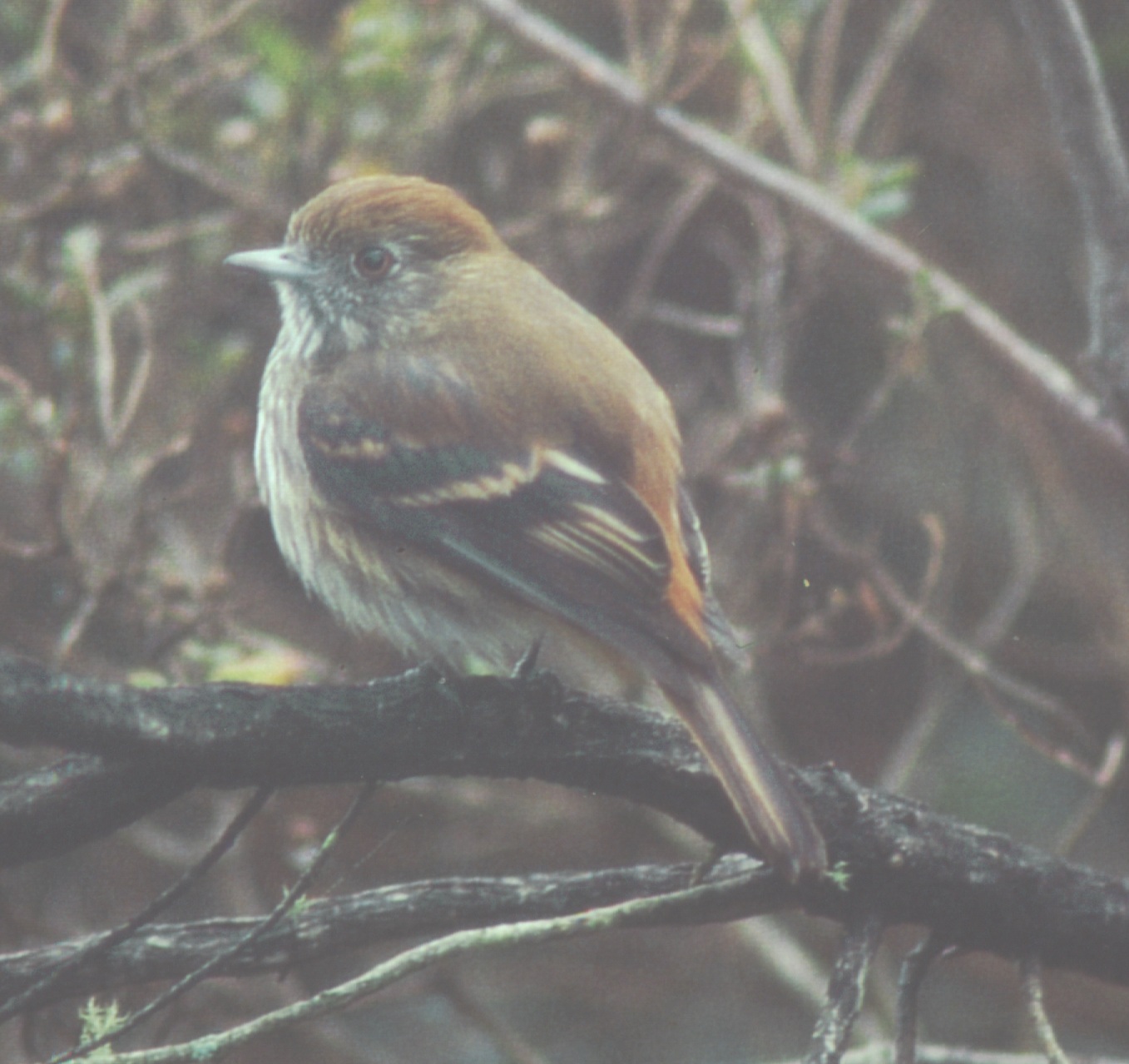 Historical image associated with Blue-billed Black-Tyrant
