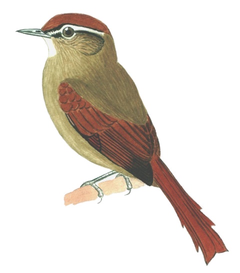 Historical image associated with Pallid Spinetail