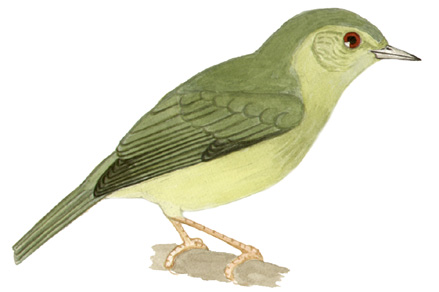 Historical image associated with Bicolored Conebill