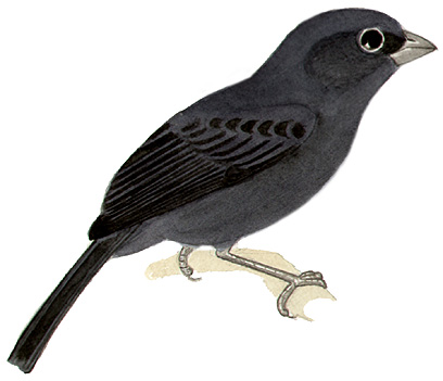 Historical image associated with Blackish-blue Seedeater