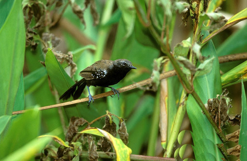 Historical image associated with "Silveira's" Antwren