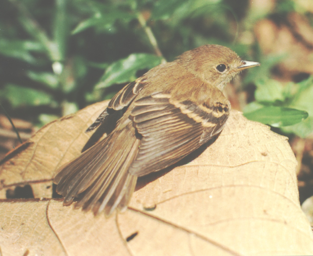 Historical image associated with Euler's Flycatcher