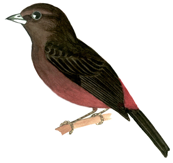 Historical image associated with Silver-beaked Tanager