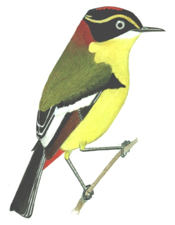 Historical image associated with Many-colored Rush-Tyrant