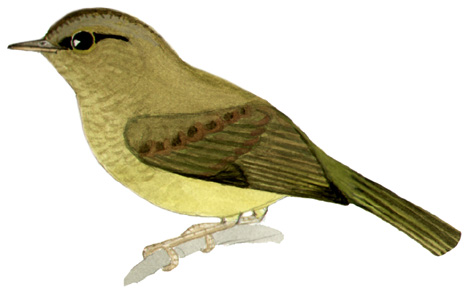 Historical image associated with Golden-crowned Warbler