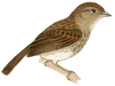 Historical image associated with Blue-black Grassquit