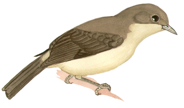 Historical image associated with Black-goggled Tanager