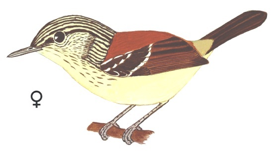 Historical image associated with Streak-capped Antwren
