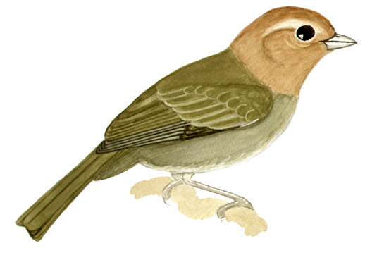 Historical image associated with Chestnut-headed Tanager