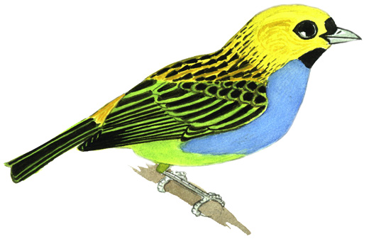 Historical image associated with Gilt-edged Tanager