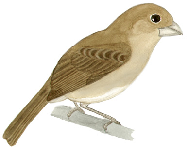 Historical image associated with Temminck's Seedeater