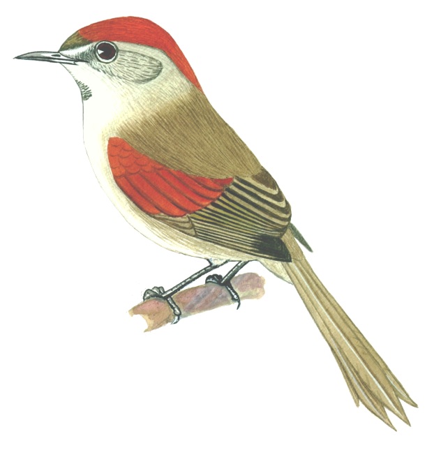 Historical image associated with Pale-breasted Spinetail