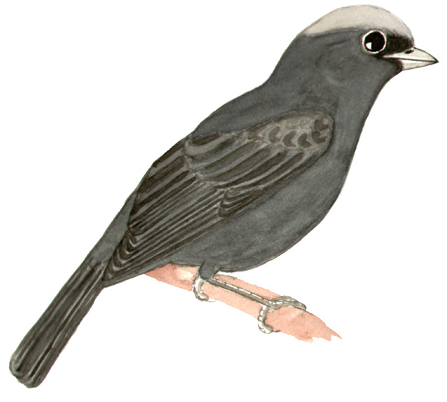 Historical image associated with Diademed Tanager