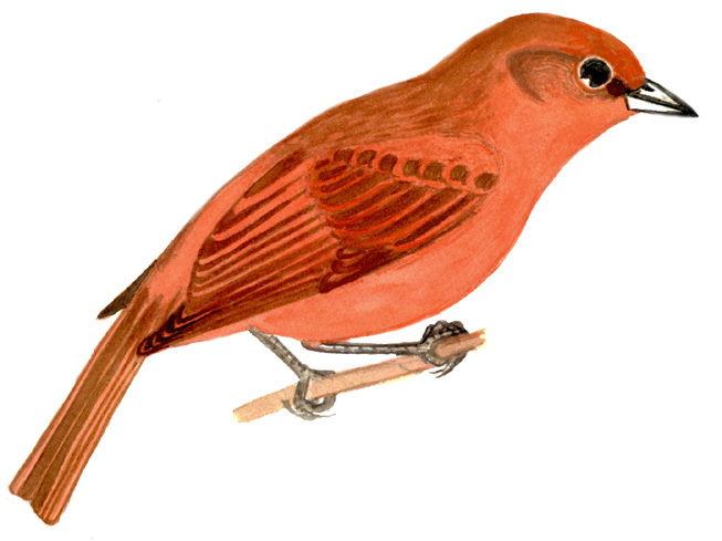 Historical image associated with Hepatic Tanager