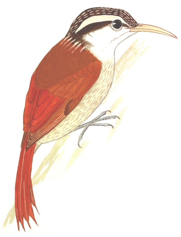 Historical image associated with Narrow-billed Woodcreeper