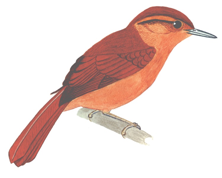 Historical image associated with Russet-mantled Foliage-gleaner