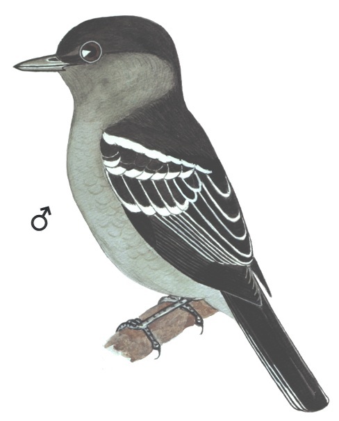 Historical image associated with White-winged Becard