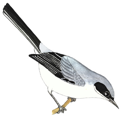 Historical image associated with Masked Gnatcatcher